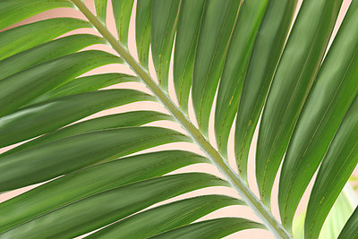 palm leafs