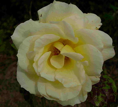 Last Rose of 2005