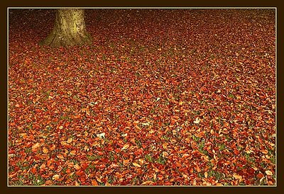 Autumn Carpet