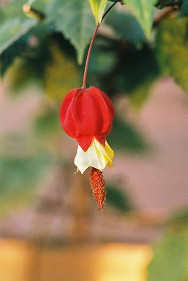 Tiny Red Flower