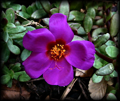 Texas Fall - Landscaping Flowers