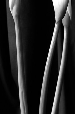 Calla Stems