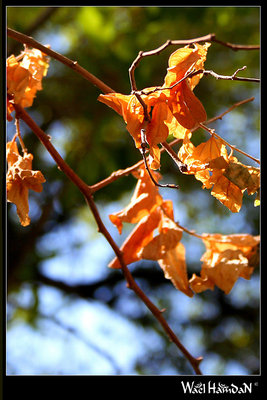 Dead Leafs