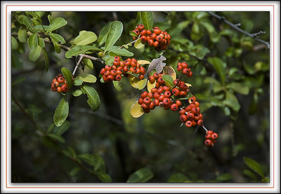 Red Berries