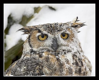 Great Horned Owl in the Snow