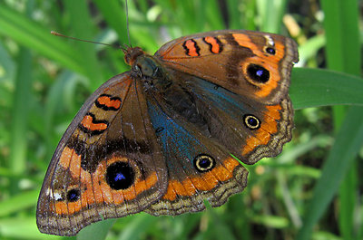 Borboleta
