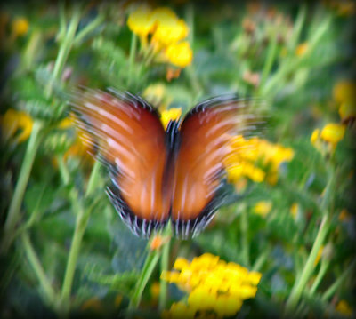 Butterfly in Motion