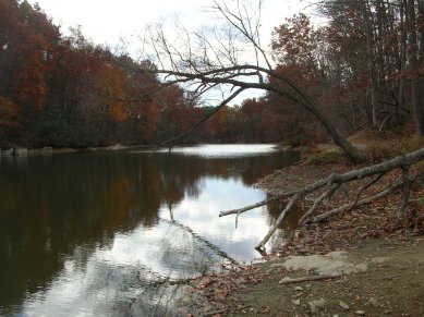 Falling Trees