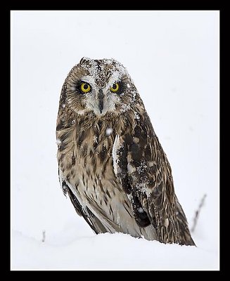 Short Eared Owl in the Snow
