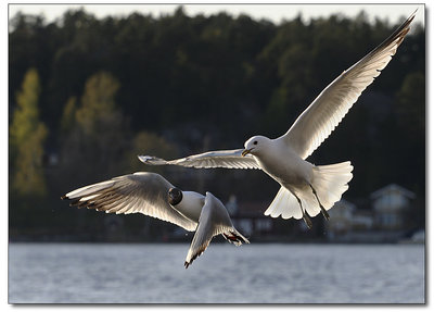 Flying birds