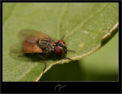 another fly