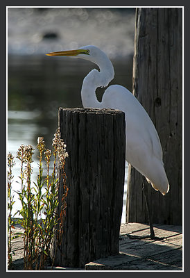 Dock Walker