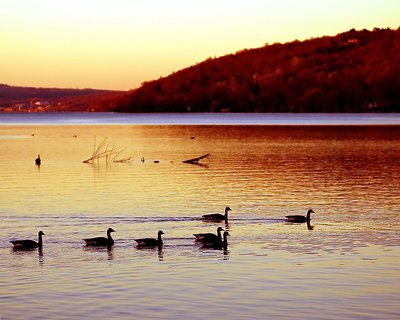 More Geese at Sunset