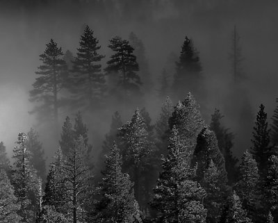 Foggy Trees