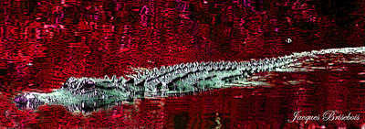 gator in a blody river