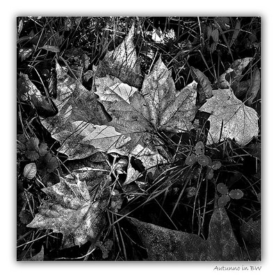 Autunno in BW