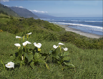 Lilies by the Sea