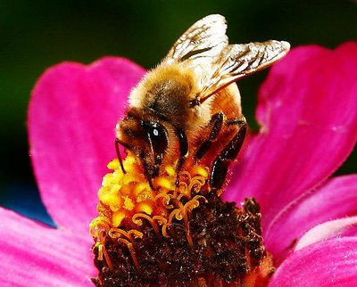 Carmel Bee