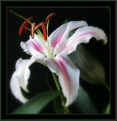 lilium