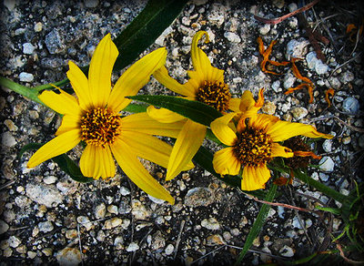 Yellow Ground Cover...