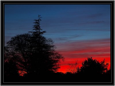Evening Arboretum  