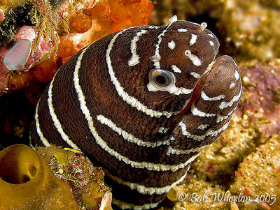 Zebra Moray