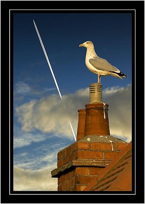 Seagull ponders 500mph flying!