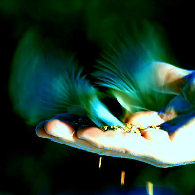A Bird in Hand...(2)