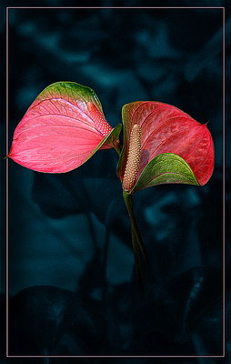 Anthuriums