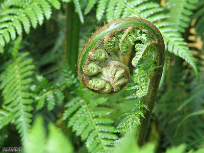 Rising Fern