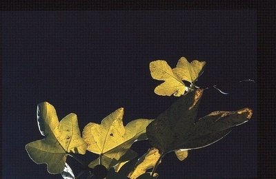 No! le miss autunno siamo noi.