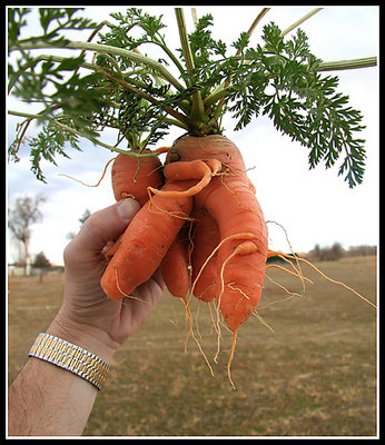 Crazy Carrot