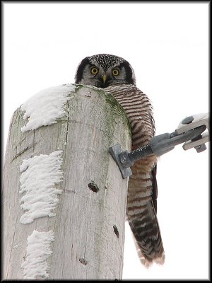 Northern Hawk Owl