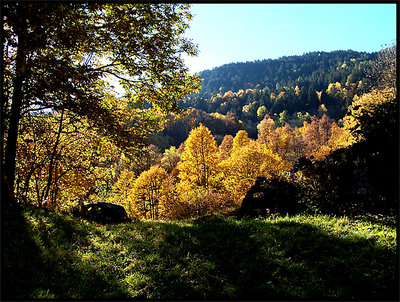 Autumn Meadow & Wood 2