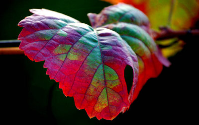 only a leaf
