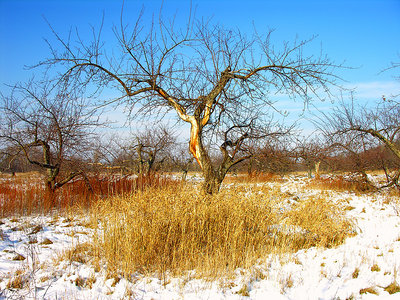 The orchard dancer