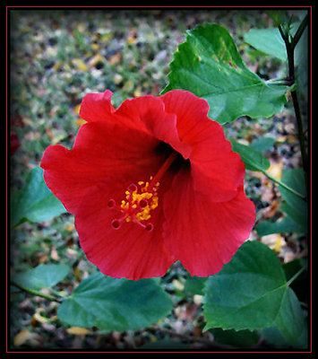 Red Hibiscus