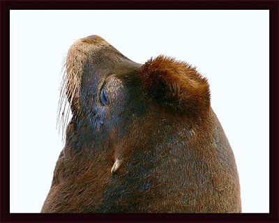 Sea  Lion " Red Top"