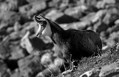 young chamois