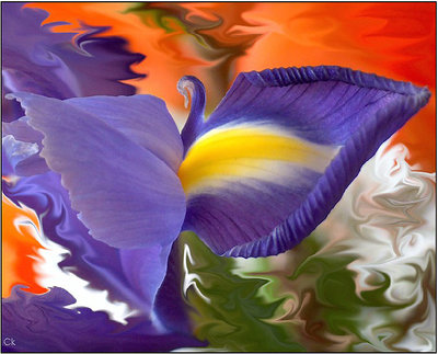 Flower-Butterfly