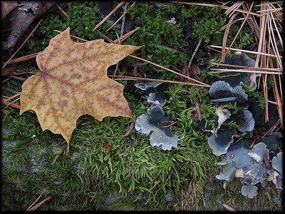 Forest Floor