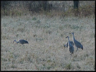 Sandhill Cranes at Breakfast