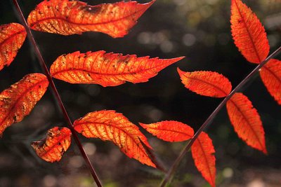 Orange Ridges