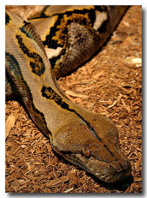 Cooperative Python