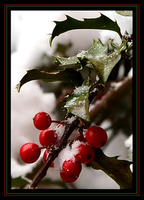 Holly In Winter