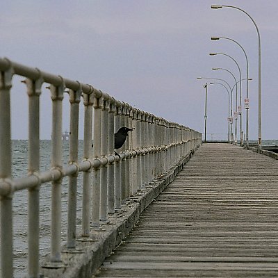 crow@altona.pier