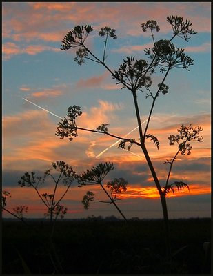 Flower in Silhouet