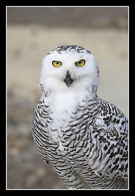 Snowy Owl