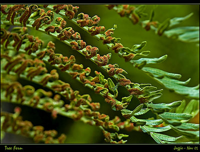 Tree fern