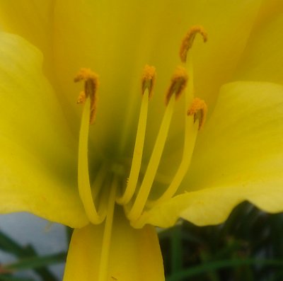 Yellow Hemerocallis